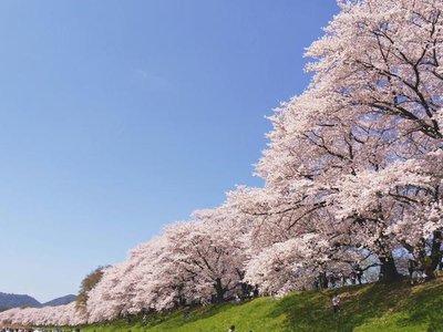 🌸 요도강 하천공원 세와리테이 지구 (요도가와 카센 코엔 세와리테이 치쿠) 이미지 2